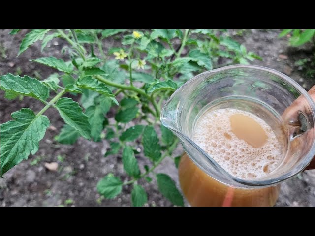 abono casero para tomates y pimientos