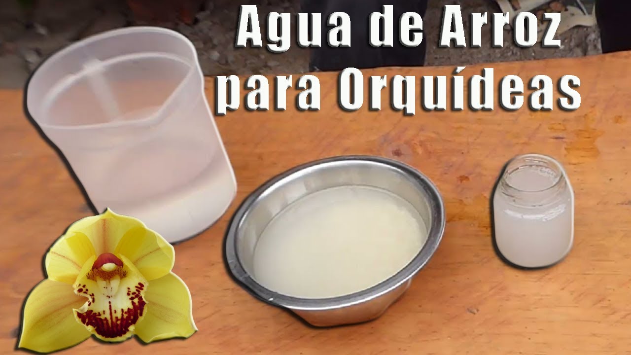 agua de arroz para las orquideas