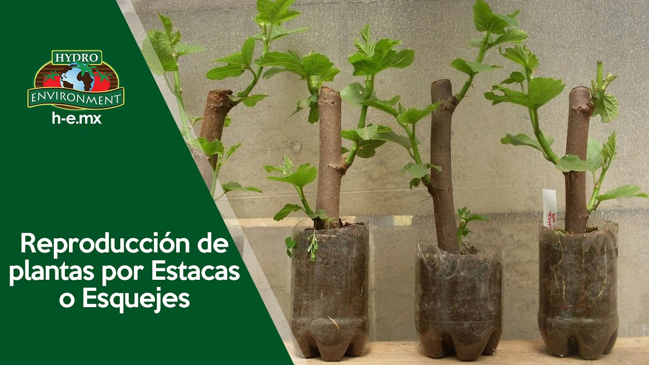 árboles que se reproducen por esquejes