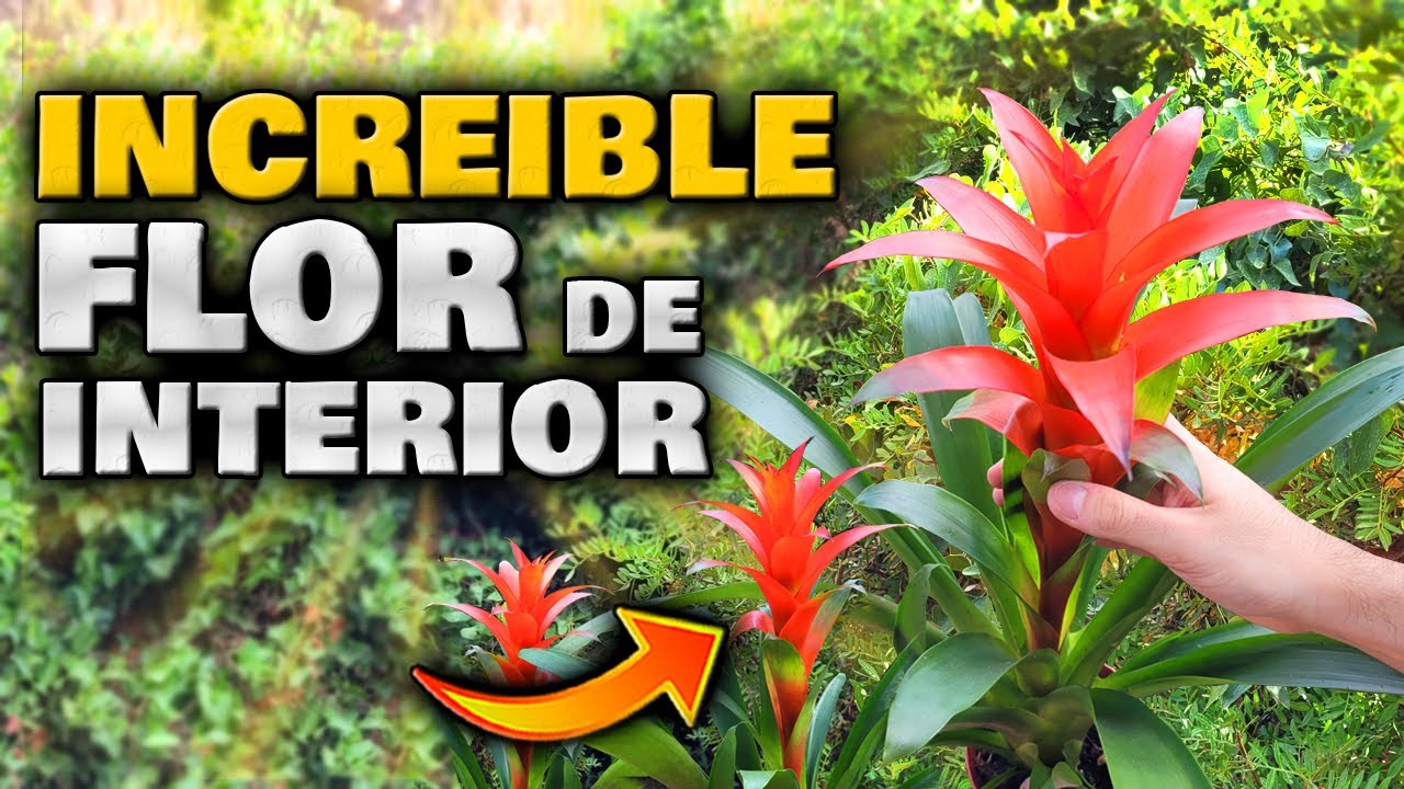 bromelia es de interior o exterior