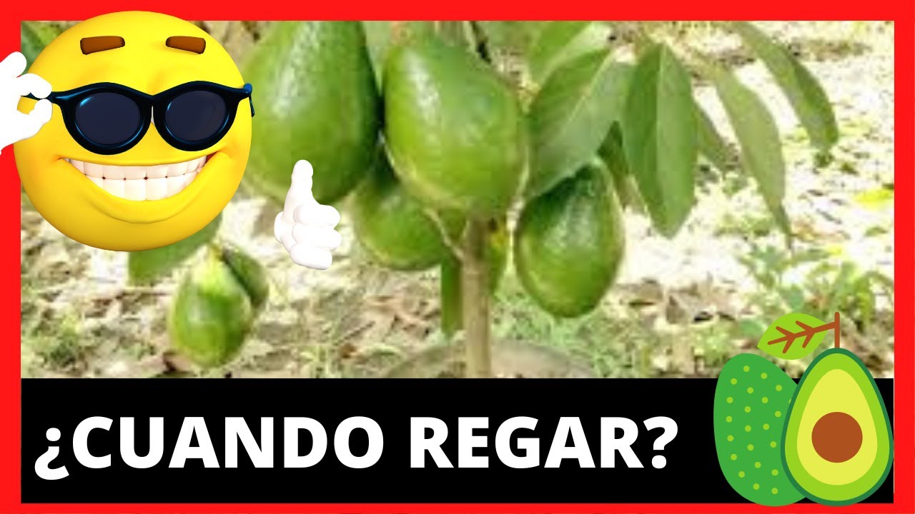 cada cuánto regar aguacate en maceta