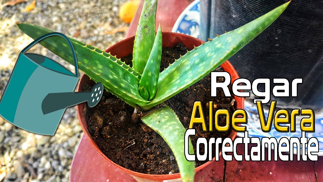 cada cuánto regar aloe vera verano
