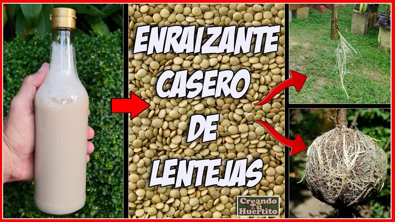 cada cuanto regar con enraizante de lentejas