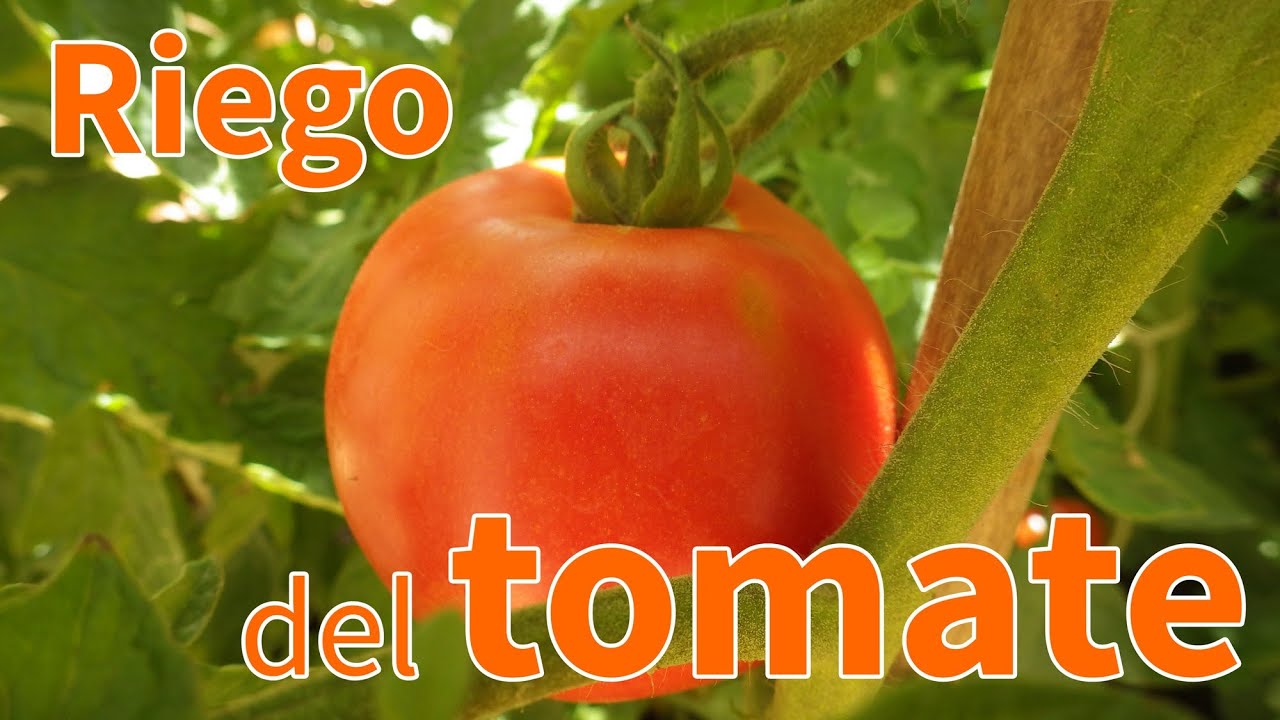 cada cuanto regar tomates en huerto