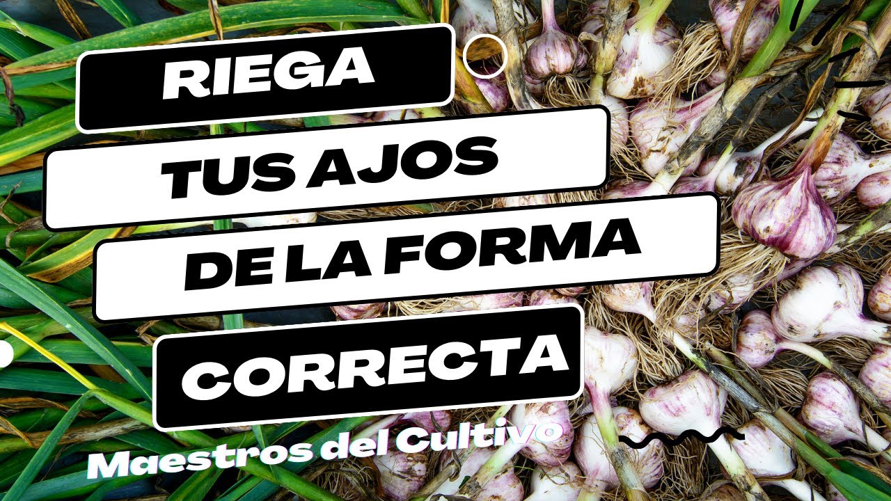 cada cuanto se riega el ajo