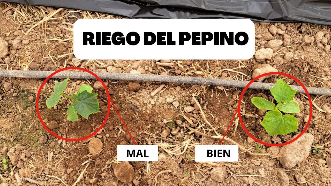 cada cuanto se riega el pepino