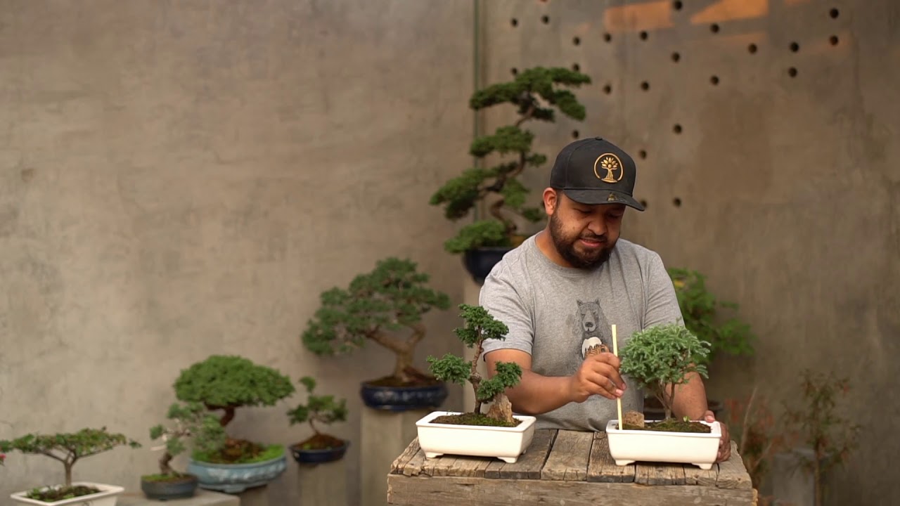 cada cuanto se riega un bonsai