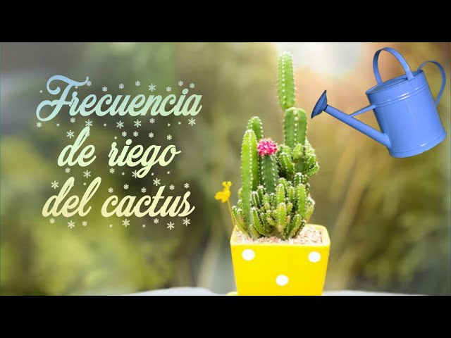 cada cuánto se riega un cactus mini