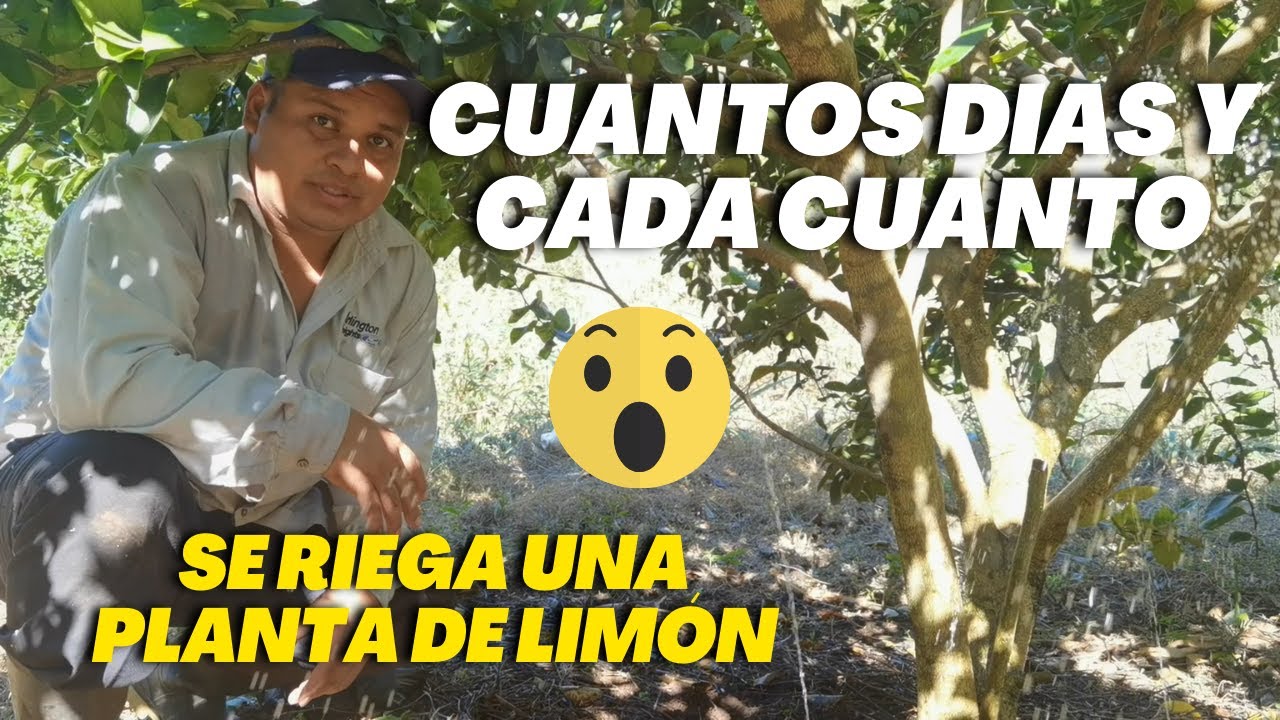 cada cuanto se riega un limonero