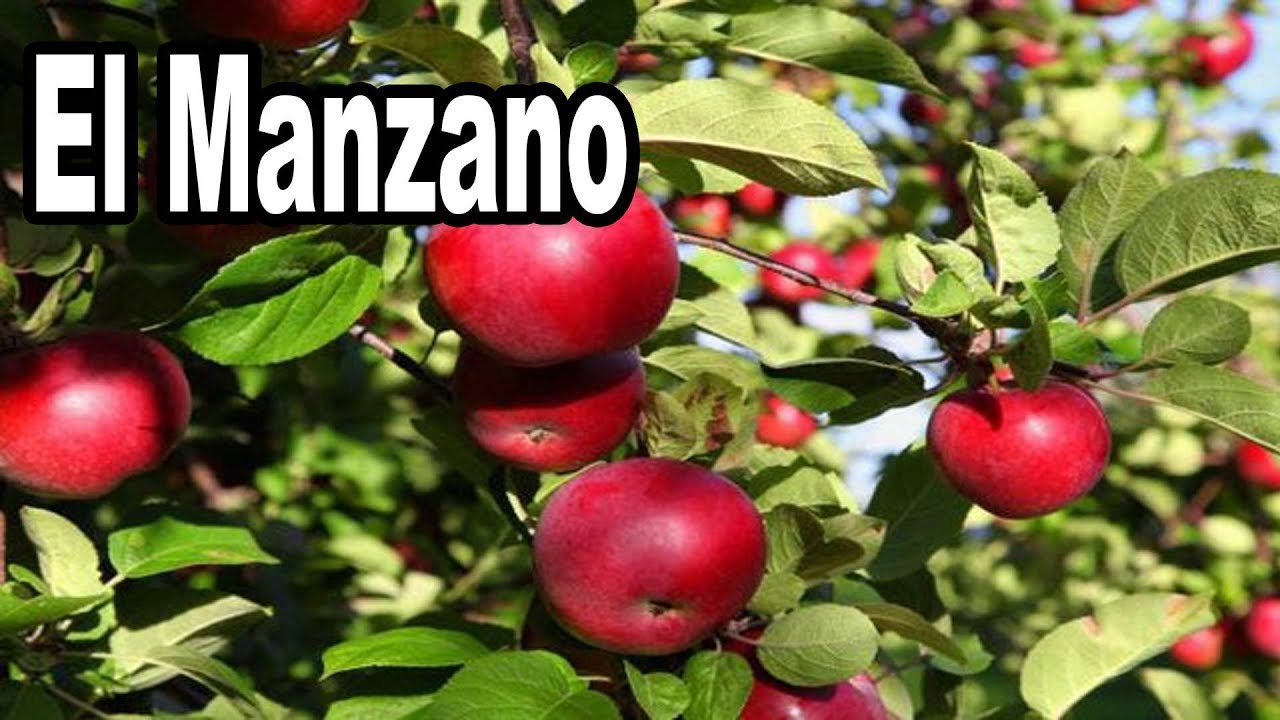 cada cuanto se riega un manzano