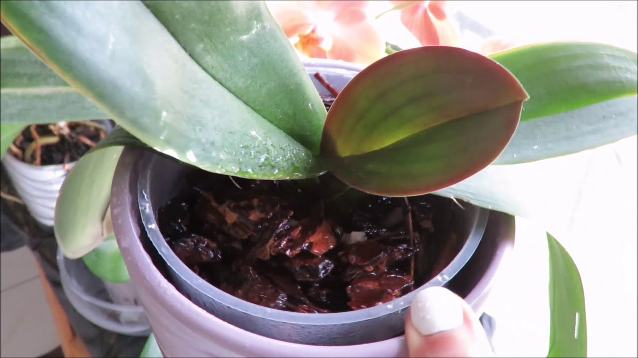 cada cuanto se riega una orquidea phalaenopsis