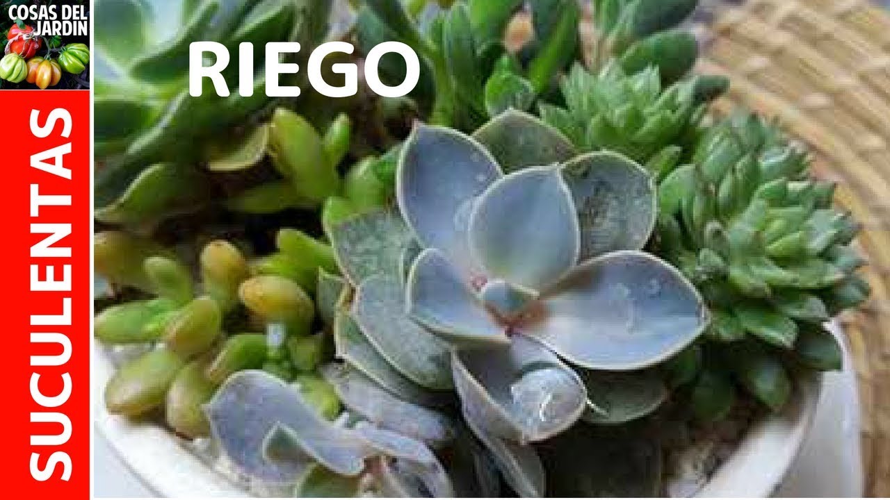 cada cuanto se riega una suculenta