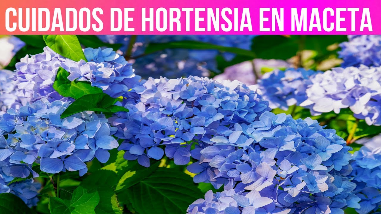 cada cuanto se riegan las hortensias
