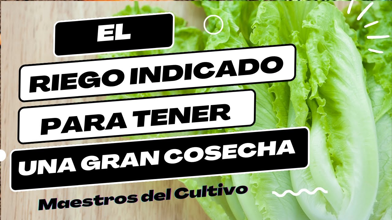 cada cuanto se riegan las lechugas