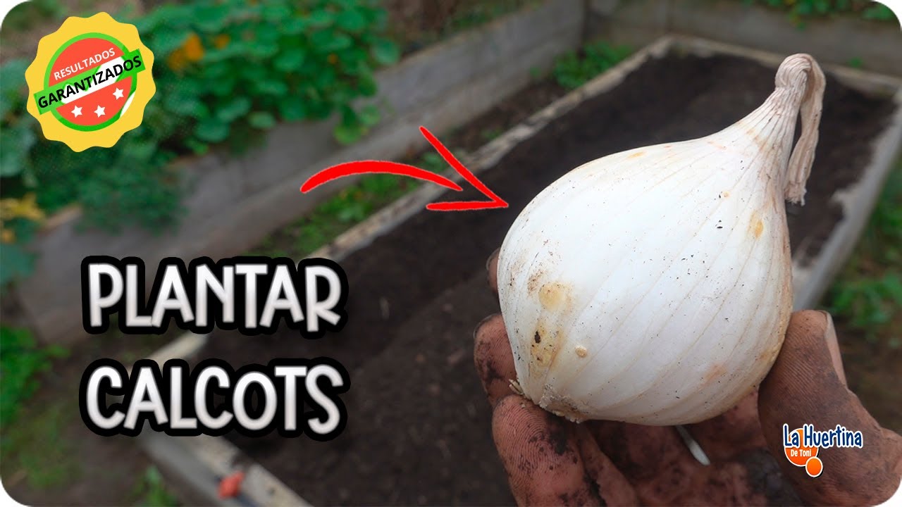 cada cuanto se riegan los calçots