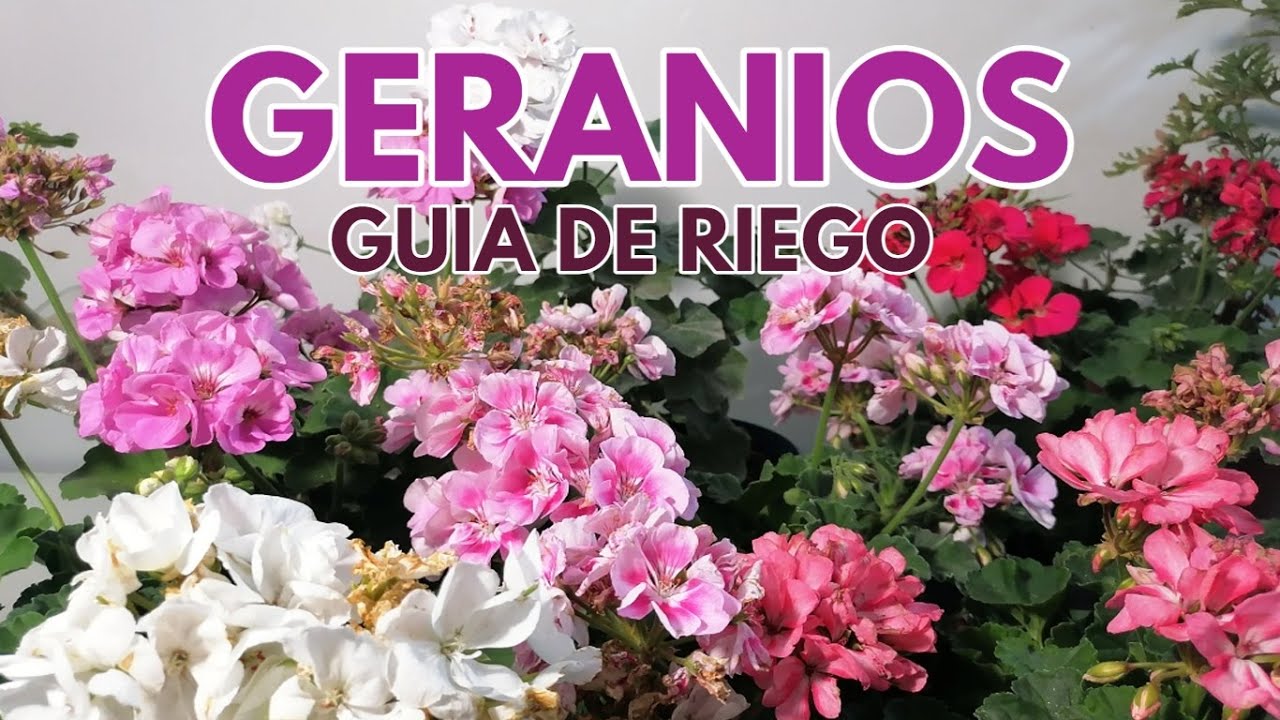 cada cuanto se riegan los geranios