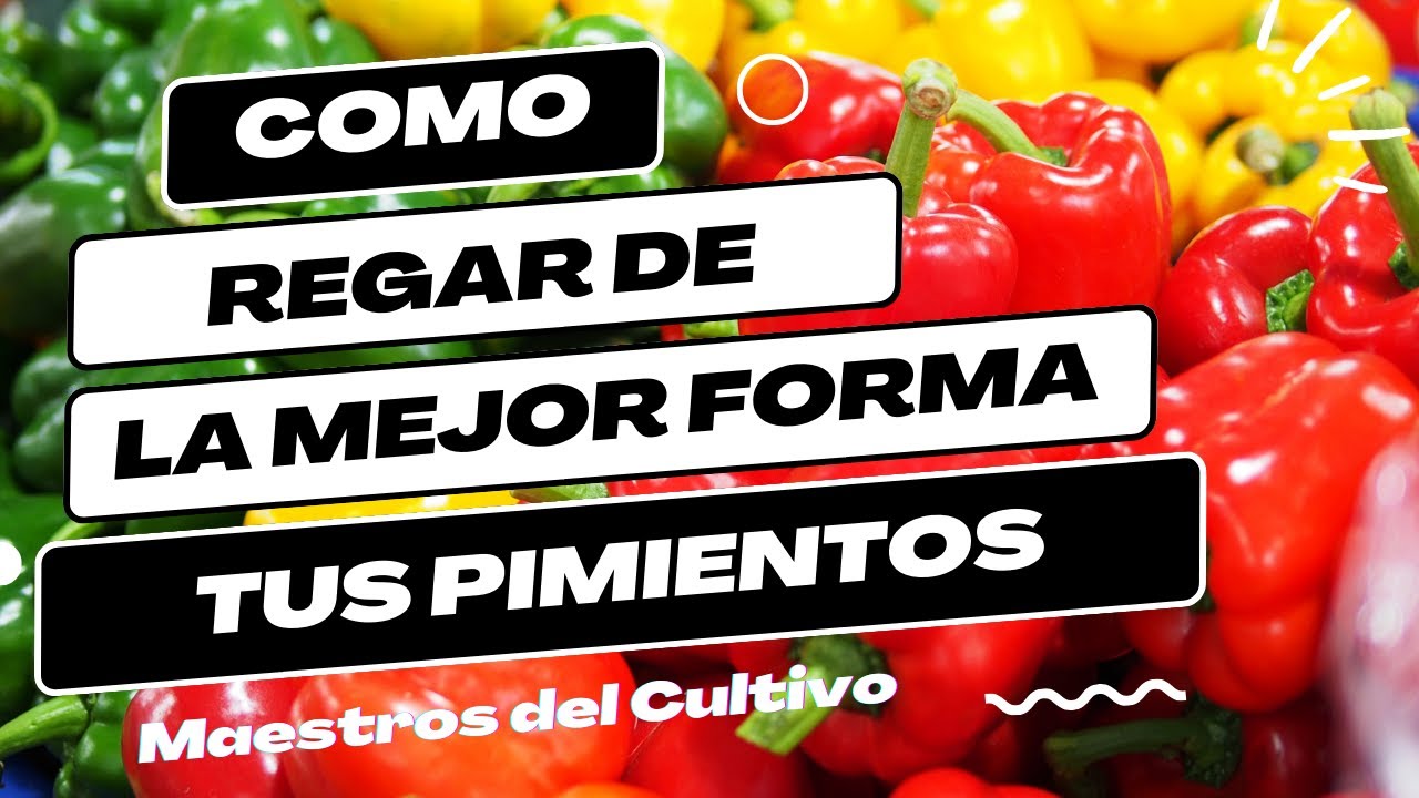 cada cuanto se riegan los pimientos