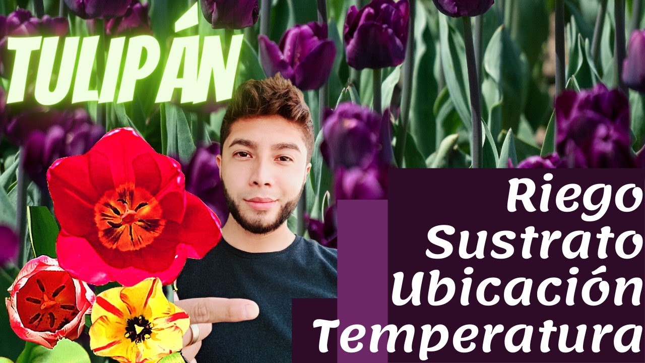 cada cuanto se riegan los tulipanes