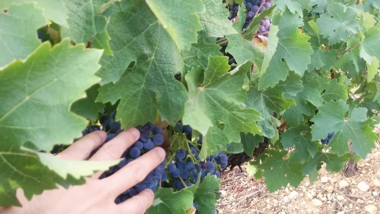 cada cuánto tiempo se riega la uva