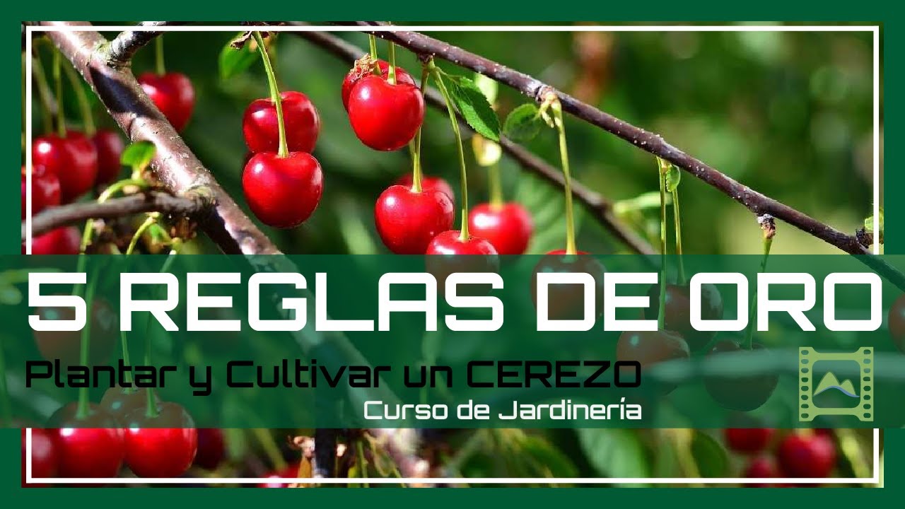cada cuanto tiempo se riega un cerezo