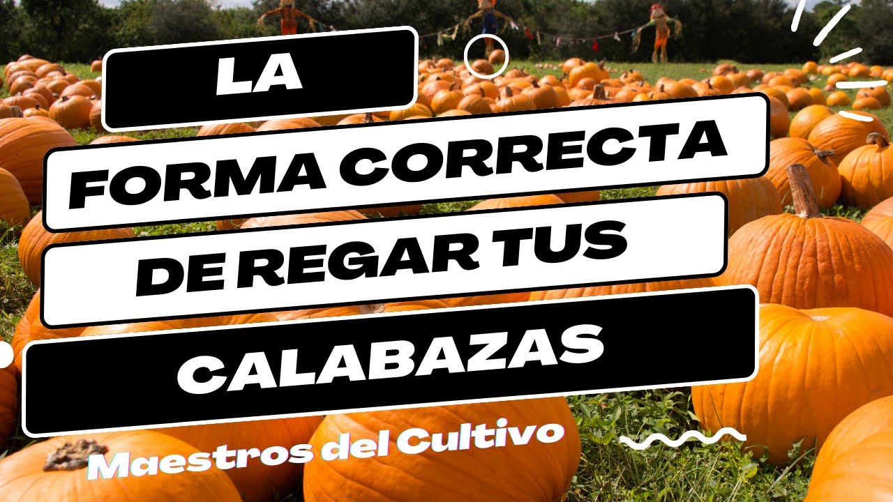 cada cuánto tiempo se riegan las calabazas