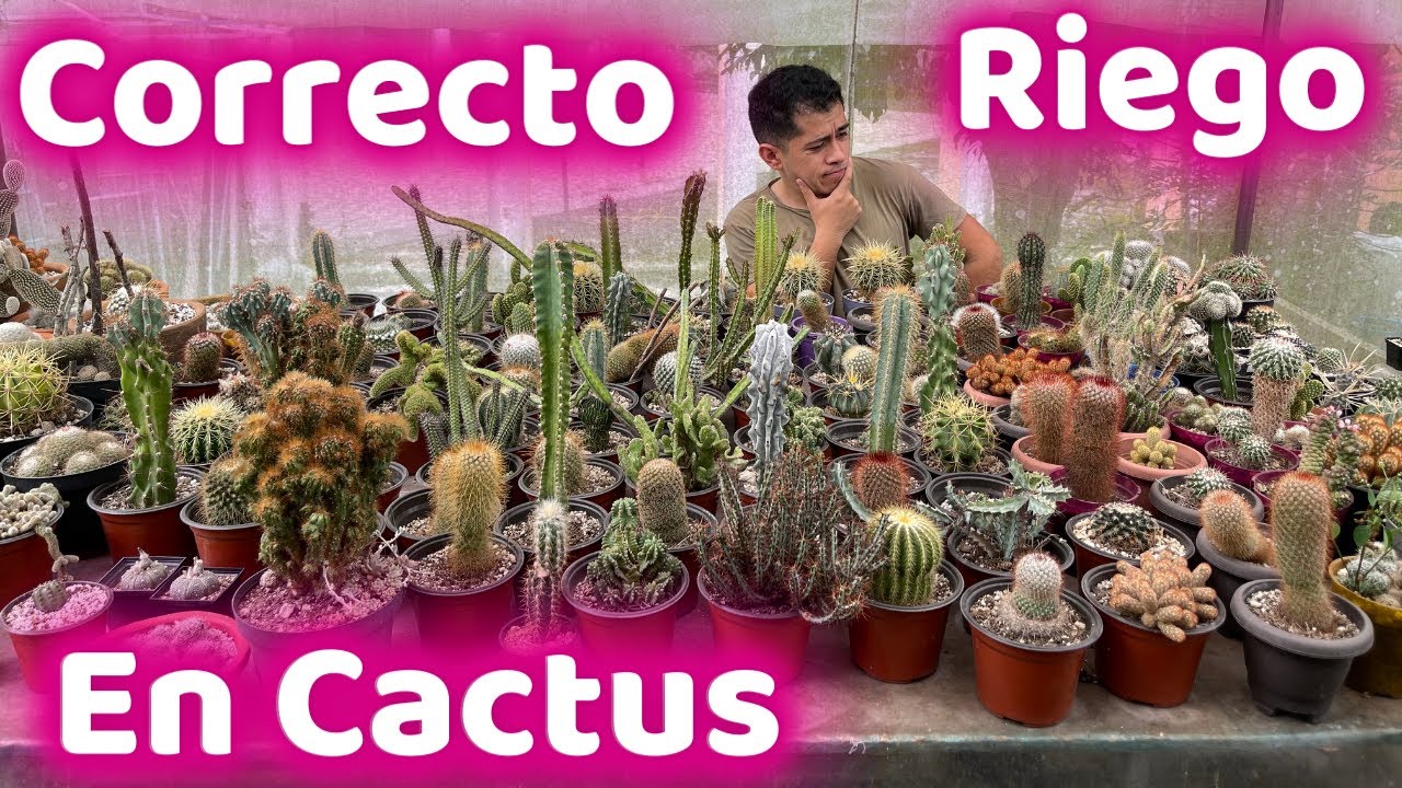 cada cuanto tiempo se riegan los cactus