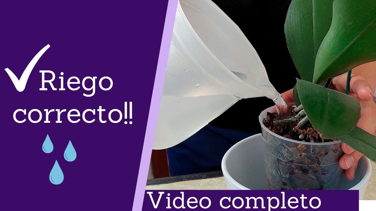 cada que tiempo se riega una orquidea