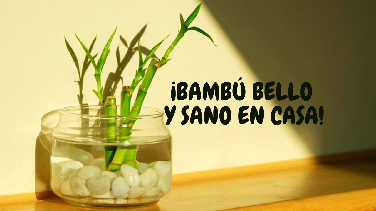 caña de bambu en agua cuidados