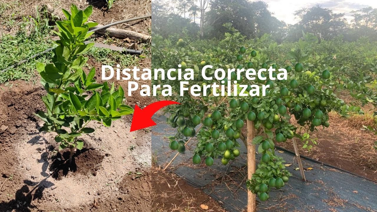 cantidad de abono por árbol frutal