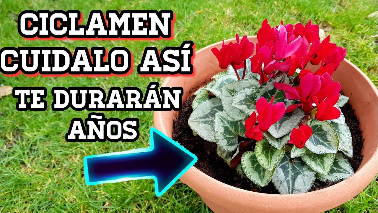 ciclamen es de interior o exterior