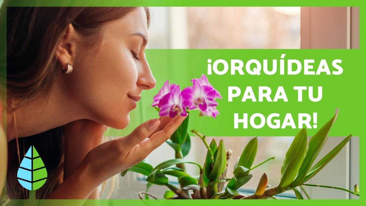 clases de orquideas con sus nombres