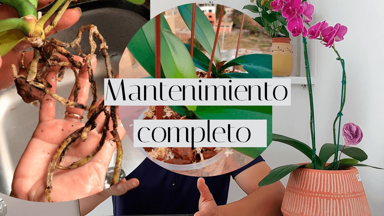 como cambiar el sustrato a una orquidea