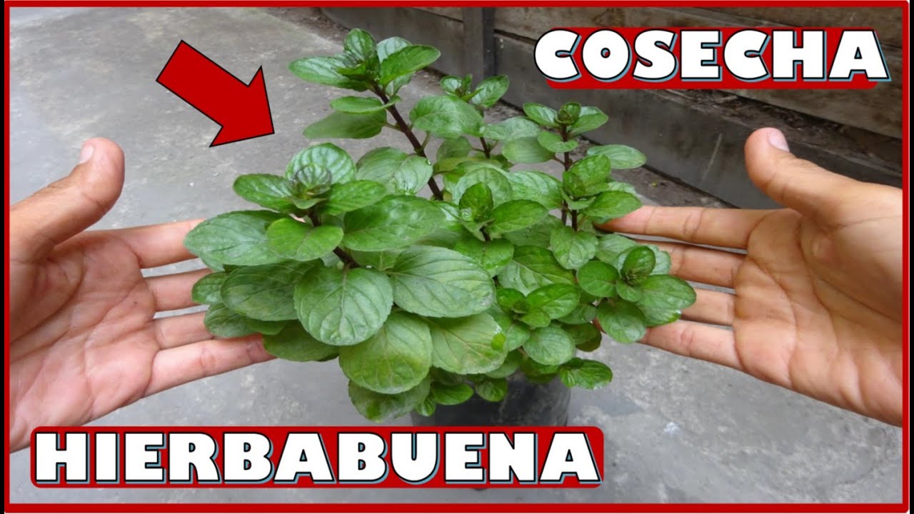 como cortar hierbabuena para que siga creciendo