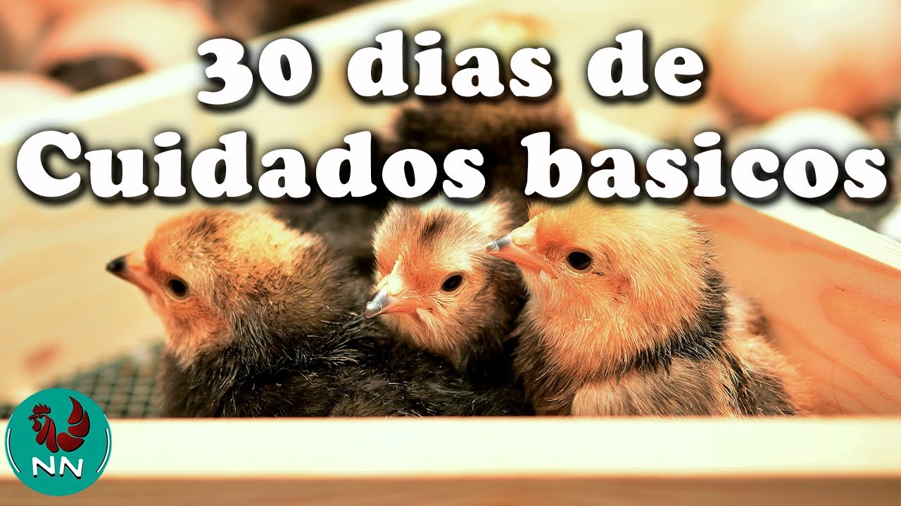 como cuidar a un pollito bebe