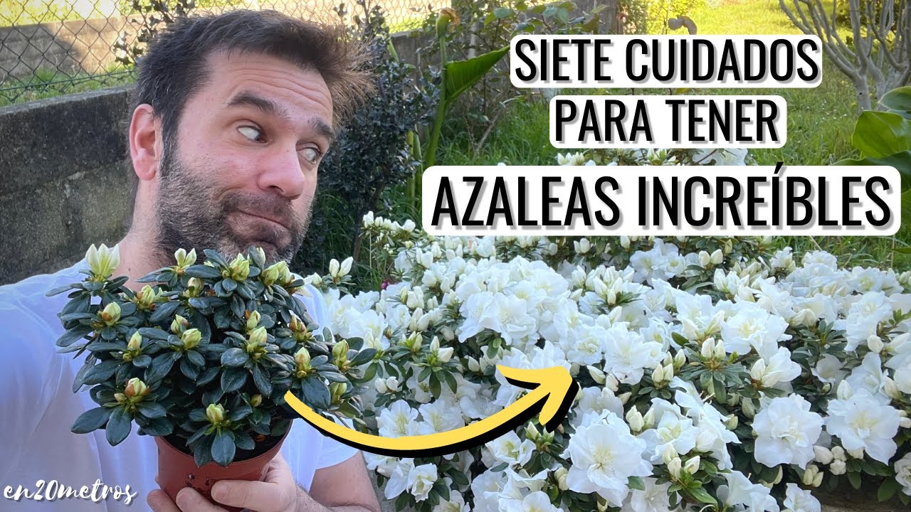 como cuidar la azalea en maceta