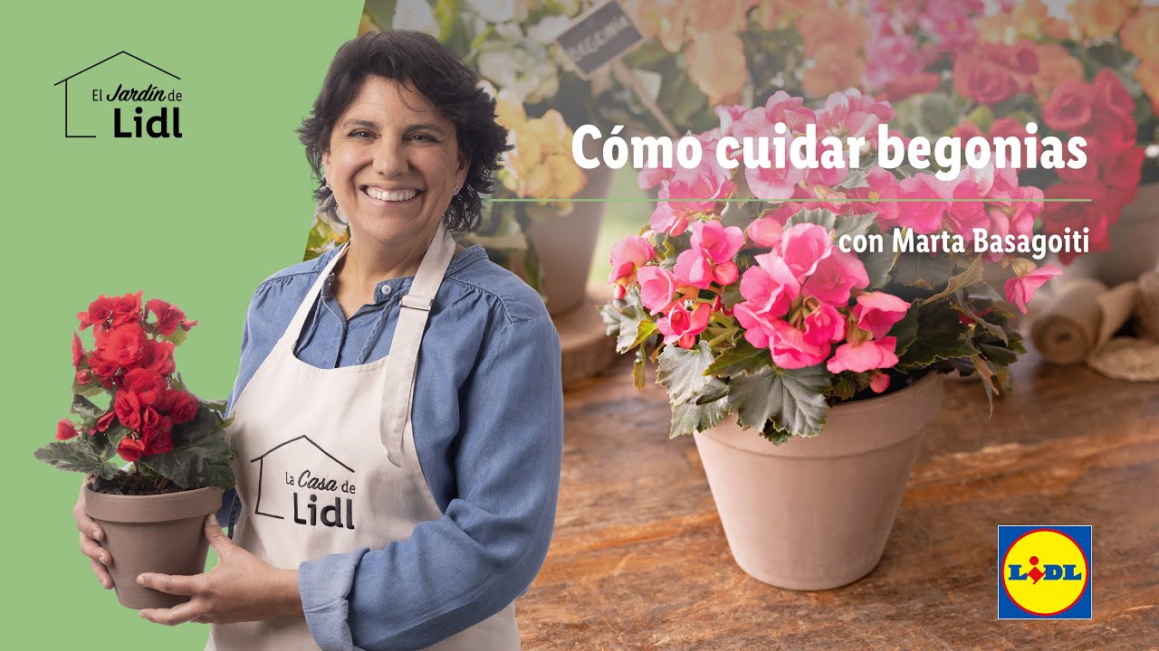 como cuidar las begonias de interior