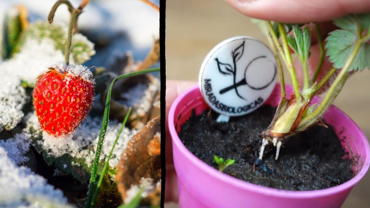 como cuidar las fresas en invierno