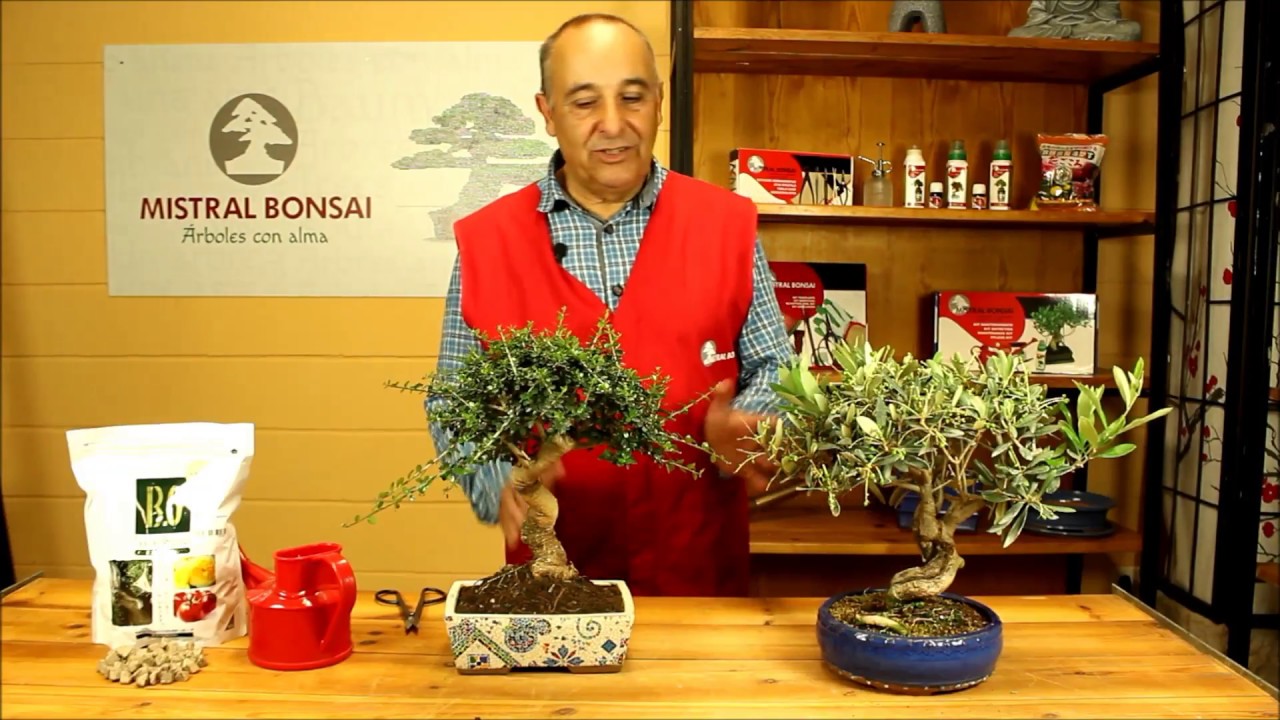 como cuidar un bonsai de olivo