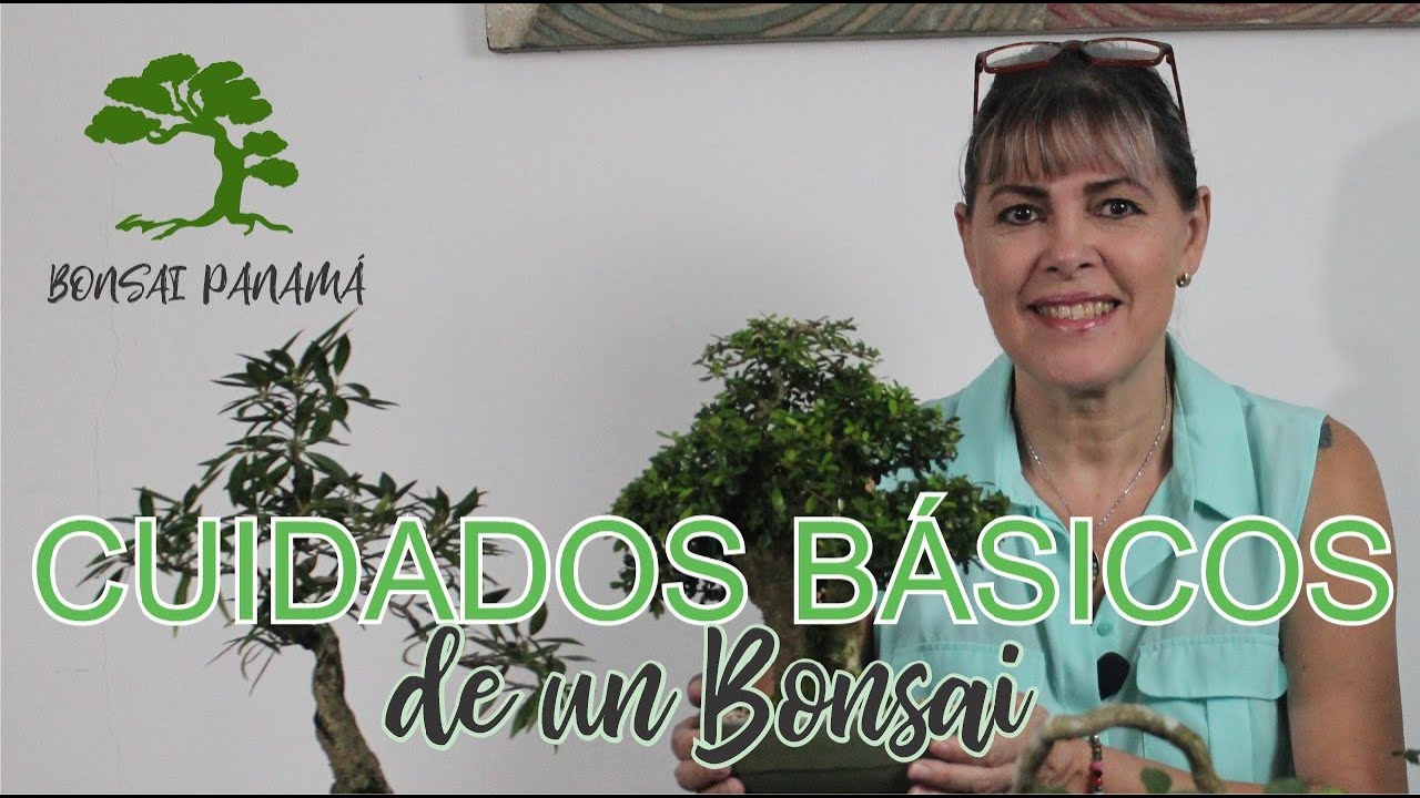 como cuidar un bonsai en casa