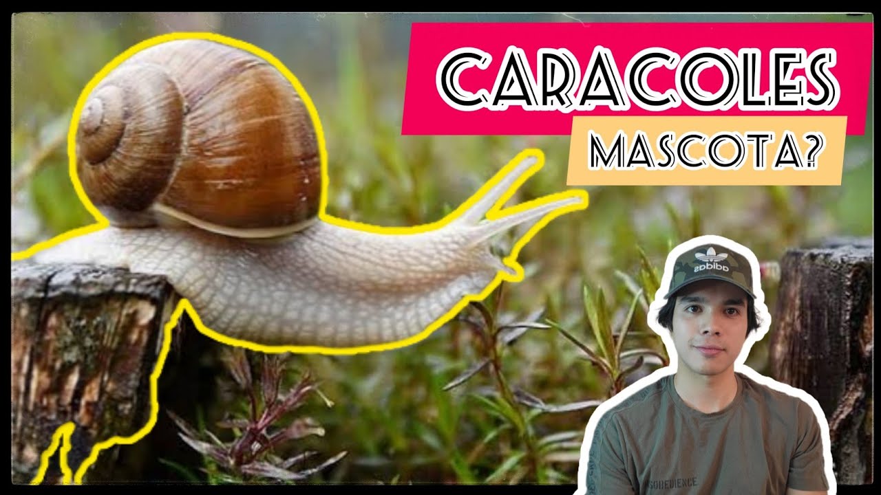 como cuidar un caracol en casa