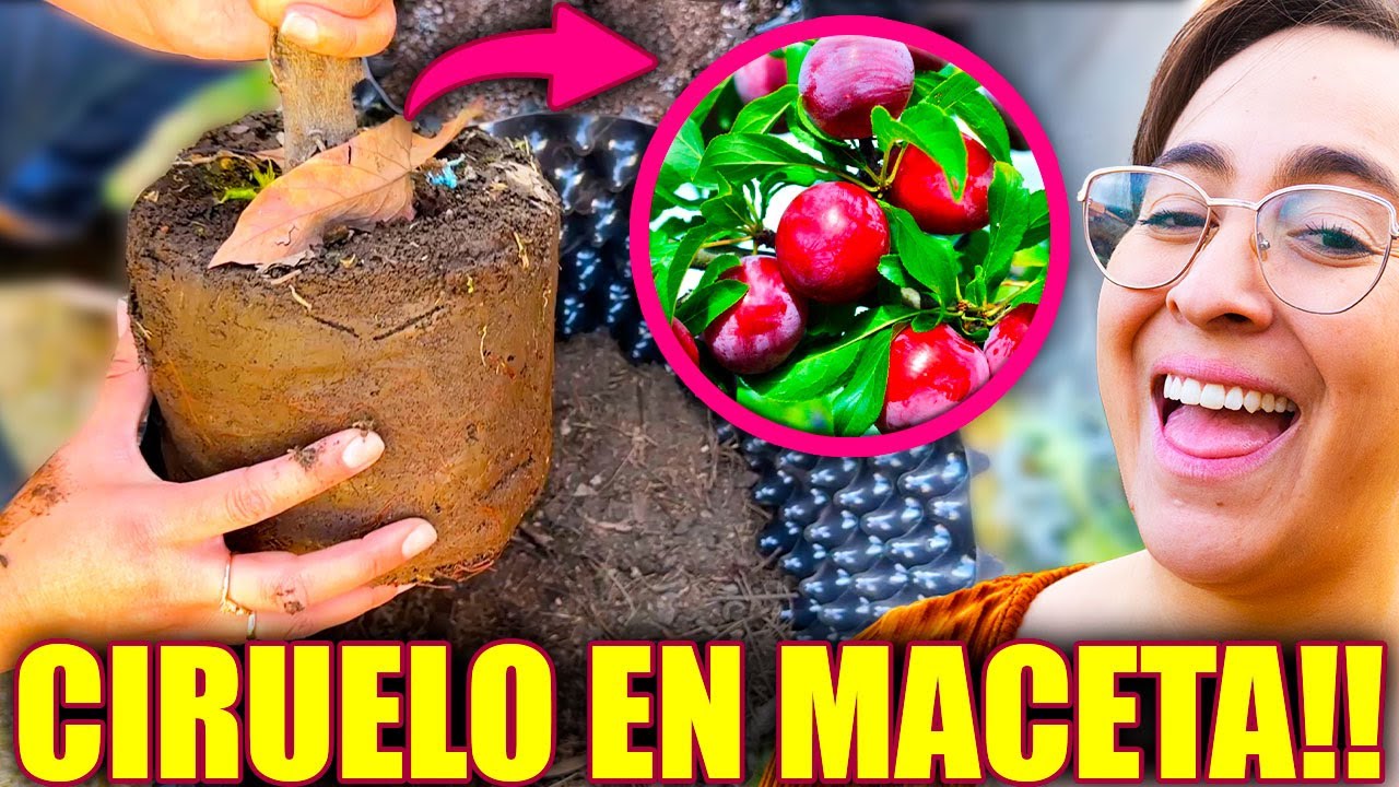 como cuidar un ciruelo en maceta
