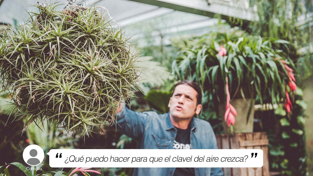 como cuidar un clavel del aire