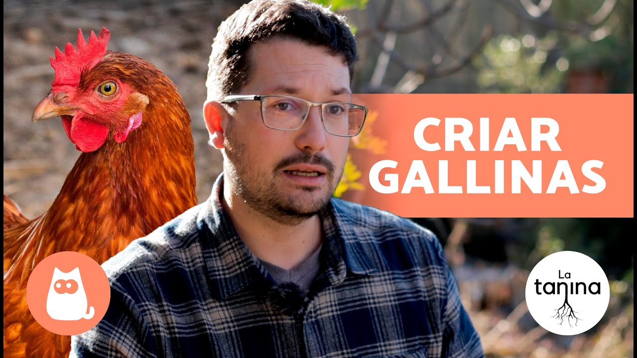 como cuidar un huevo de gallina