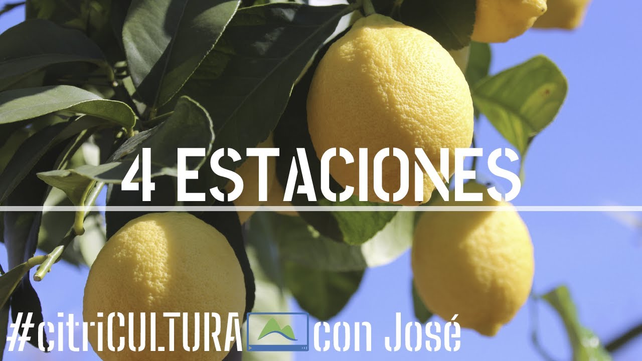 como cuidar un limonero 4 estaciones en maceta