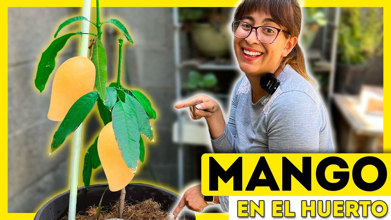 como cuidar un mango en maceta