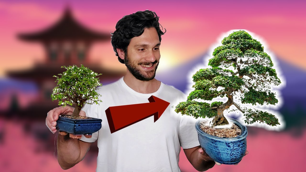como cuidar un olmo chino bonsai