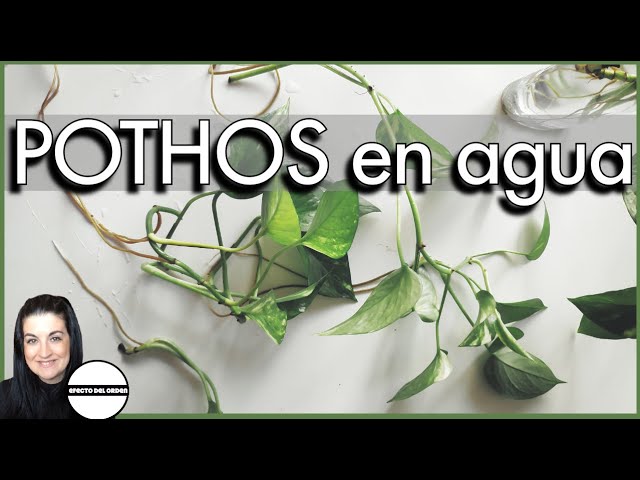 como cuidar un poto en agua