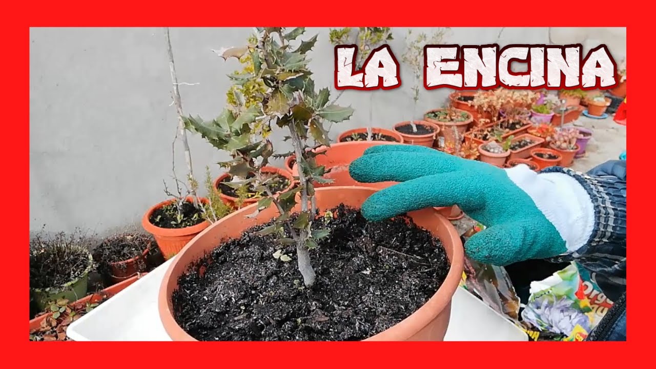 como cuidar una encina en maceta