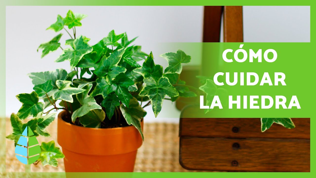 como cuidar una enredadera en maceta