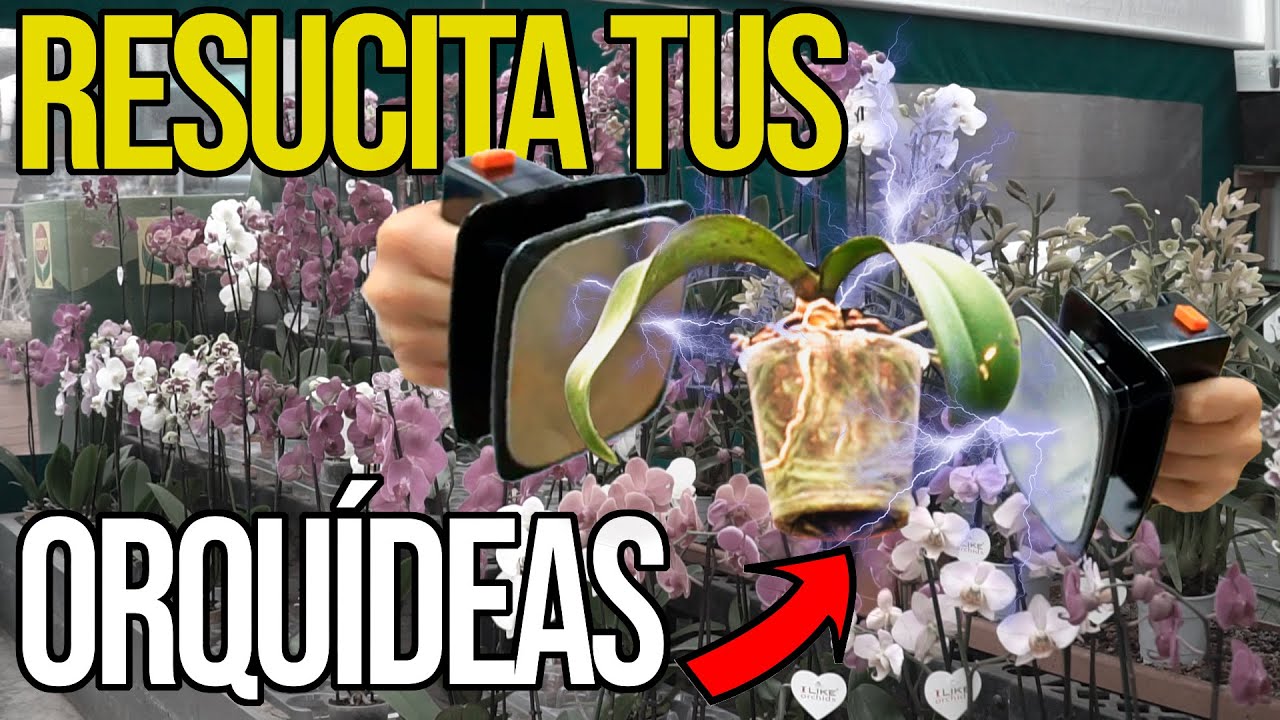 como cuidar una orquídea que se esta muriendo